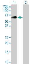 Anti-ZIM2 Mouse Polyclonal Antibody