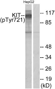 Western blot analysis of lysates from HepG2 cells treated with EGF 200ng/ml 30' using Anti-c-Kit (phospho Tyr721) Antibody. The right hand lane represents a negative control, where the antibody is blocked by the immunising peptide