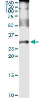 Anti-PLP1 Rabbit Polyclonal Antibody