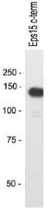 Anti-APCDD1 Rabbit Polyclonal Antibody (DyLight® 488)