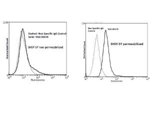 Comparison of TrkA expression on non-permeabilized and permeabilized  SHSY-5Y cells by Flow Cytometry. This batch of SHSY-5Y cells did not show TrkA expression on the membrane (left image), but immunoreactivity in permeabilized cells (right image), suggesting that TrkA is stored intracellularly.