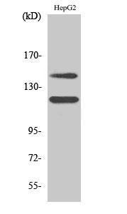 Western blot analysis of various cells using Anti-c-Kit (phospho Tyr721) Antibody