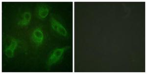 Anti-MAP4 Rabbit Polyclonal Antibody