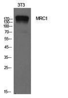 Antibody anti-MRC1 100 µg