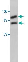 Anti-APP Rabbit Polyclonal Antibody