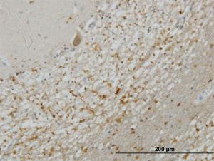 Anti-STX5 Mouse Monoclonal Antibody [clone: 5A6]