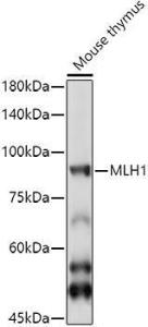 Western blot analysis of extracts of Mouse thymus cells, using Anti-mlH1 Antibody (A308154) at 1:1000 dilution