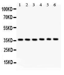 Anti-HMOX2/Heme Oxygenase 2 Polyclonal Antibody