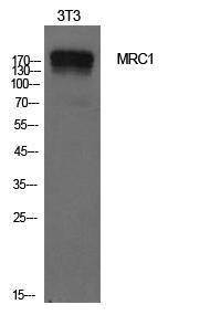 Antibody anti-MRC1 100 µg