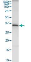 Anti-ITPK1 Rabbit Polyclonal Antibody