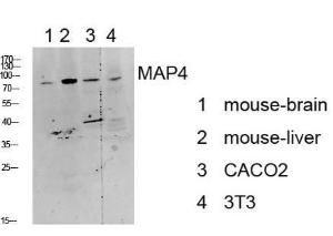 Anti-MAP4 Rabbit Polyclonal Antibody