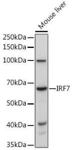 Western blot analysis of extracts of Mouse liver, using Anti-IRF7 Antibody (A12530) at 1:1,000 dilution The secondary antibody was Goat Anti-Rabbit IgG H&L Antibody (HRP) at 1:10,000 dilution Lysates/proteins were present at 25 µg per lane