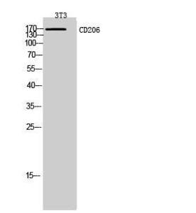 Antibody anti-MRC1 100 µg