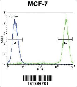 Anti-GALNS Rabbit Polyclonal Antibody