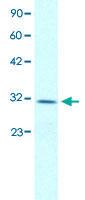 Anti-CLDN17 Rabbit Polyclonal Antibody