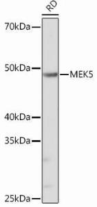 Antibody A305668-100 100 µl