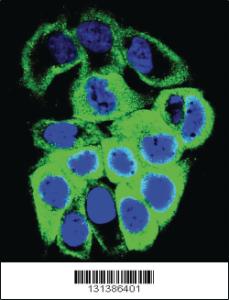 Anti-GALNS Rabbit Polyclonal Antibody