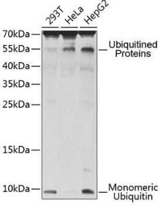 Anti-UBB Rabbit Polyclonal Antibody