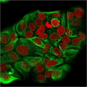 Immunofluorescent analysis of methanol fixed MCF-7 cells stained with Anti-Cytokeratin 15 Antibody [KRT15/2957] followed by Goat Anti-Mouse IgG (CF&#174; 488) (Green). The nuclear counterstain is RedDot (Red)