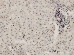 Anti-KHSRP Mouse Monoclonal Antibody [clone: 4C10]