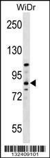 Anti-HOOK1 Rabbit Polyclonal Antibody (APC (Allophycocyanin))