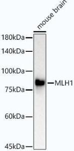 Western blot analysis of extracts of mouse brain, using Anti-mlH1 Antibody [ARC53543] (A308155) at 1:60,000 dilution