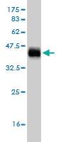 Anti-EGR1 Mouse Monoclonal Antibody [clone: 3G3]