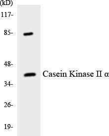 Anti-CKII alpha Rabbit Polyclonal Antibody