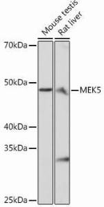 Antibody A305668-100 100 µl