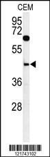 Anti-CD46 Rabbit Polyclonal Antibody (APC (Allophycocyanin))