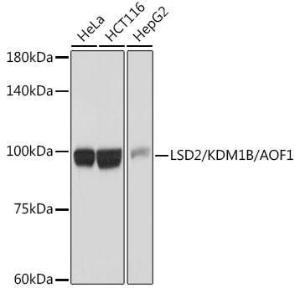 Antibody A307067-100 100 µl