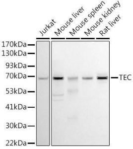 Anti-Tec antibody