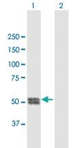 Anti-CTSC Mouse Polyclonal Antibody