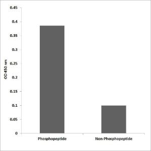 ELISA for immunogen phosphopeptide (left) and non-phosphopeptide (right) using Anti-B-Raf (phospho Thr753) Antibody