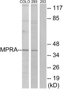 Western blot analysis of lysates from 293 and COLO cells using Anti-MPRA Antibody. The right hand lane represents a negative control, where the antibody is blocked by the immunising peptide