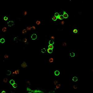 Immunofluorescent analysis of PBMC cells stained with Anti-CD4 Antibody [rC4/206] followed by Goat Anti-Mouse IgG (CF&#174; 488) (Green)