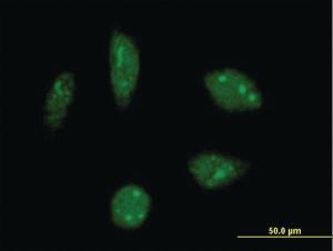 Anti-KHSRP Mouse Monoclonal Antibody [clone: 4C10]