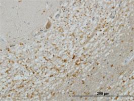 Anti-STX5 Mouse Monoclonal Antibody [clone: 5A6]