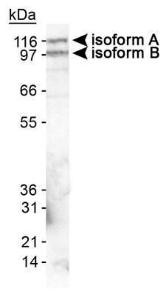 Anti-EPB41L3 Rabbit Polyclonal Antibody