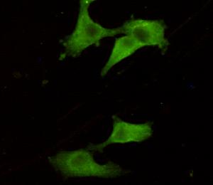 Anti-UCHL1 Mouse Monoclonal Antibody [clone: 13k137]