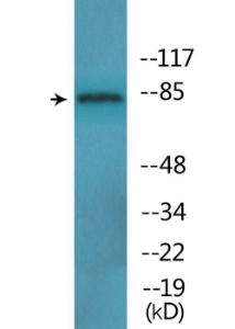 Western blot analysis of lysates from K562 cells treated with EGF 200ng/ml 30' using Anti-B-Raf (phospho Thr753) Antibody