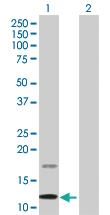 Anti-CGA Mouse Polyclonal Antibody