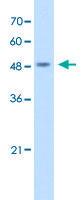 Anti-COPS2 Rabbit Polyclonal Antibody