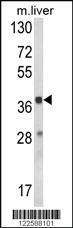 Anti-URB2 Rabbit Polyclonal Antibody