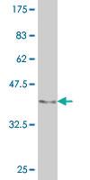 Anti-EGR1 Mouse Monoclonal Antibody [clone: 2H8]