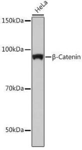 Western blot analysis of extracts of HeLa cells, using Anti-beta Catenin Antibody [ARC0136] (A307069) at 1:1,000 dilution. The secondary antibody was Goat Anti-Rabbit IgG H&L Antibody (HRP) at 1:10,000 dilution.