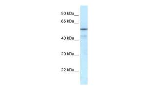 Anti-NRF1 Rabbit Polyclonal Antibody