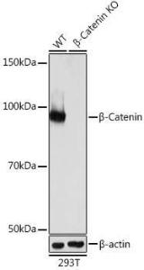 Western blot analysis of extracts from wild type (WT) and beta-Catenin knockout (KO) 293T cells, using Anti-beta Catenin Antibody [ARC0136] (A307069) at 1:1,000 dilution. The secondary antibody was Goat Anti-Rabbit IgG H&L Antibody (HRP) at 1:10,000 dilution.