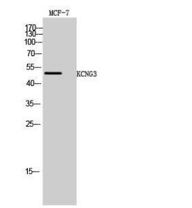 Western blot analysis of MCF 7 cells using Anti-KCNG3 Antibody