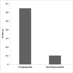 ELISA for immunogen phosphopeptide (left) and non-phosphopeptide (right) using Anti-B-RAF (phospho Ser446) Antibody